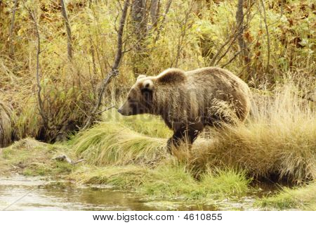 Medvěd hnědý (ursus Arctos Jeniseensis)