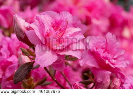 Azalee (rhododendron Japonicum), Close Up Of The Flower Head