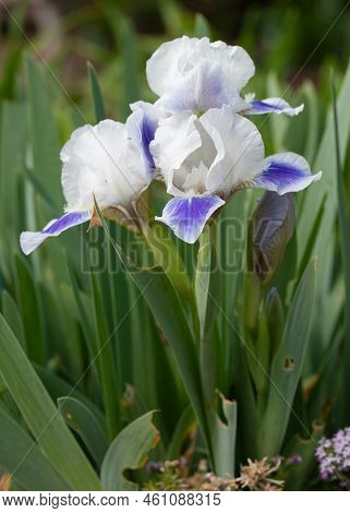 German Iris (iris Barbata-nana), Close Up Of The Flower Head