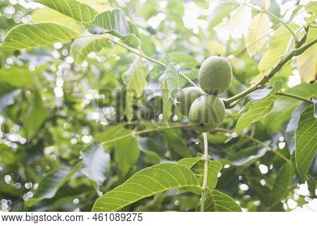 Three Green Walnuts Ripening In Branches Of Huge Tree By Summer