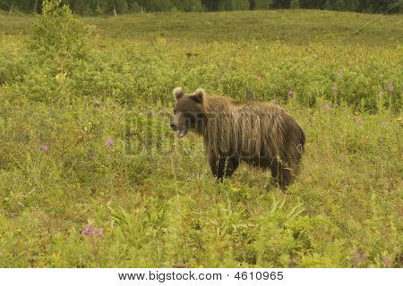 Medvěd hnědý (ursus Arctos Jeniseensis)