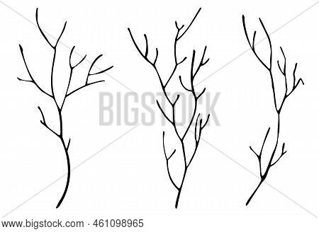 Bare Tree Branch Silhouettes. Vector Black Branches Without Leaves