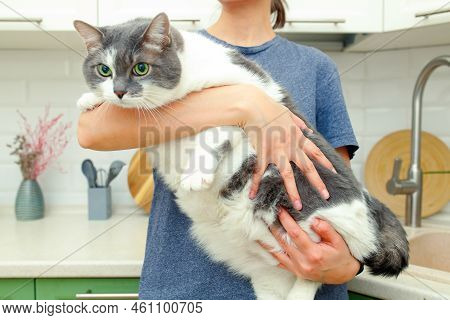 Lazy Fat Cat In The Hands Of The Woman. The Cat Has Problems With Obesity