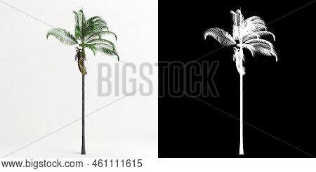 3d Illustration Of Archontophoenix Cunninghamiana Tree Isolated On White And Its Mask