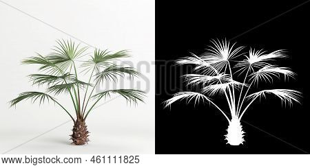 3d Illustration Of Brahea Armata Tree Isolated On White And Its Mask
