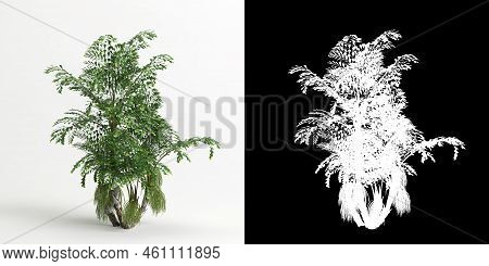 3d Illustration Of Caryota Mitis Tree Isolated On White And Its Mask