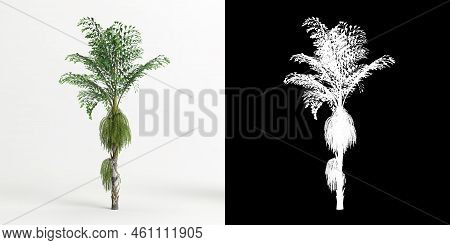 3d Illustration Of Caryota Mitis Tree Isolated On White And Its Mask