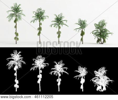 3d Illustration Of Set Caryota Mitis Tree Isolated On White And Its Mask