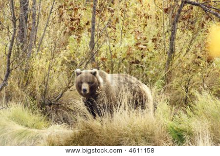 Medvěd hnědý (ursus Arctos Jeniseensis)