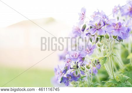 Close-up Of A Flowering Geranium Pyrenaicum, Otherwise Known As Hedgerow Cranesbill Or Mountain Cran