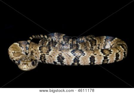 Falsa acqua Cobra
