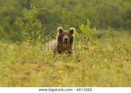 Medvěd hnědý (ursus Arctos Jeniseensis)