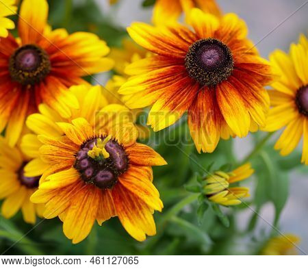 The Beautiful Colorful Flowers Of Echinacea, Beautiful Yellow Orange Petals.