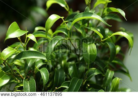 Beautiful Ficus Benjamina Growing In Greenhouse, Closeup