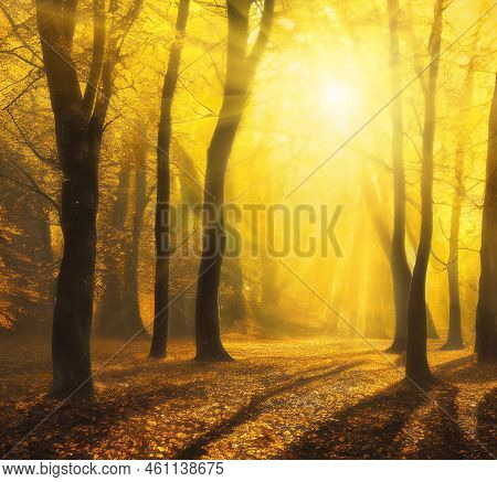 Enchanted Autumn Forest With Bright Golden Sunshine Through The Trees And Golden Fog, Square Format.