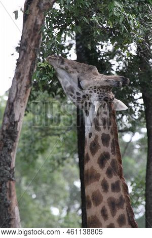 Giraffe Portrait With His Tongue Out Feeding On Acacia