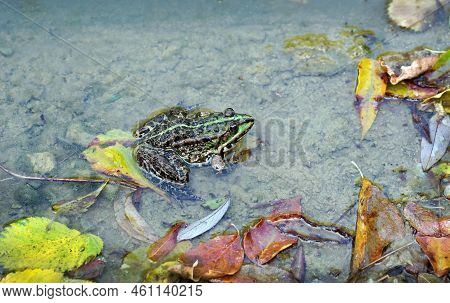Bright River Frog On The Shore Of The Pond