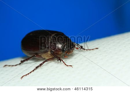 Melolonthidae