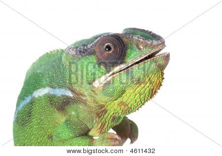 Furcifer pardalis