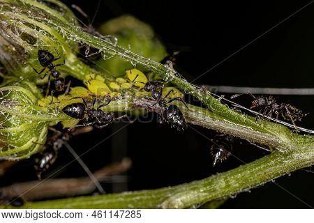Adult Female Cocktail Ants Of The Genus Crematogaster With Small Aphids Insects