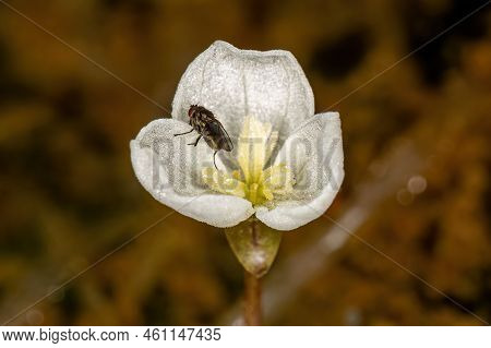 Adult Shore Fly Of The Family Ephydridae