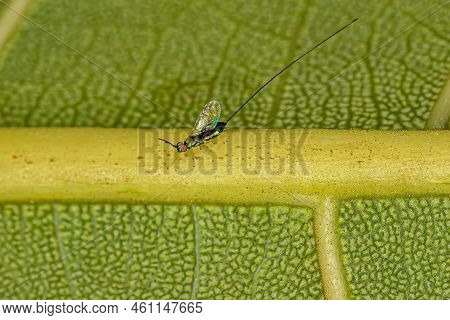 Adult Fig Wasp Of The Subfamily Sycophaginae