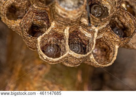 Long-waisted Paper Wasp Larvas Of The Genus Mischocyttarus