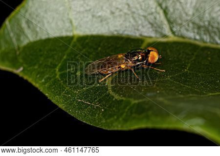Adult Male Soldier Fly Of The Genus Microchrysa