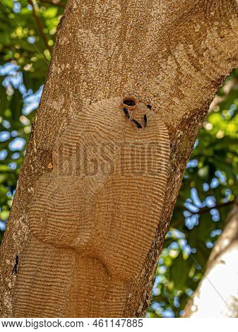 Warrior Wasp Nest Of The Genus Synoeca