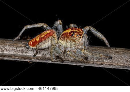 Adult Female Jumping Spider Of The Genus Frigga