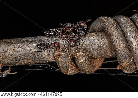 Adult Female Cocktail Ants Of The Genus Crematogaster
