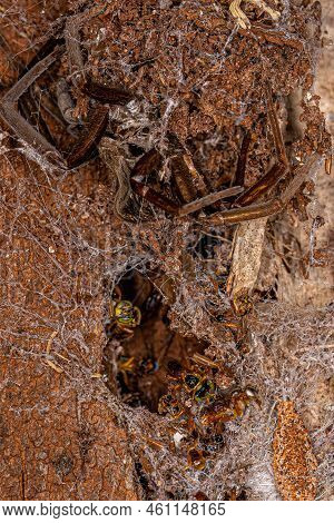 Adult Stingless Bees Of The Genus Tetragonisca And A Southern House Spider Exuvia Of The Species Kuk
