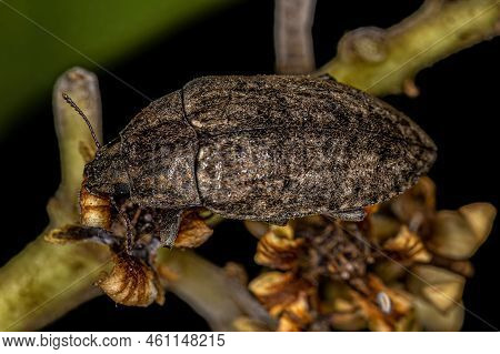 Adult Darkling Beetle Of The Tribe Epitragini
