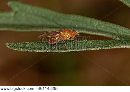 Adult Lauxaniid Fly Of The Family Lauxaniidae