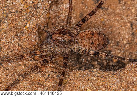 Adult Wandering Spider Of The Family Ctenidae