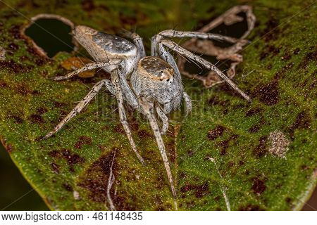 Female Adult Lynx Spider Of The Species Oxyopes Niveosigillatus