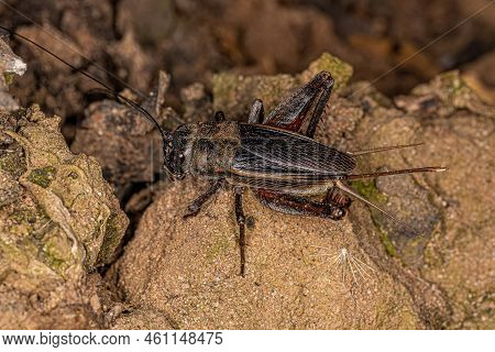 Adult Field Cricket Of The Genus Gryllus