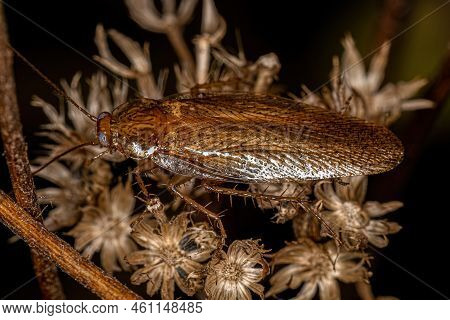 Adult Wood Cockroach Of The Family Ectobiidae
