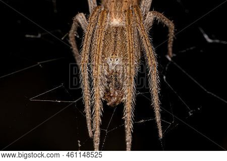Female Adult Typical Orbweaver Of The Family Araneidae