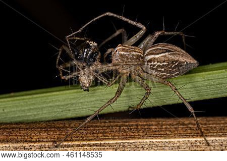 Striped Lynx Spider Of The Genus Oxyopes