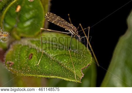 Adult Limoniid Crane Fly Of The Family Limoniidae