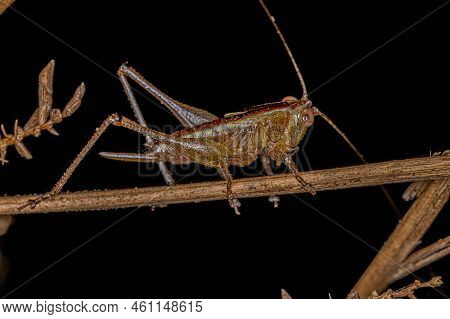 Lesser Meadow Katydid Nymph Of The Genus Conocephalus