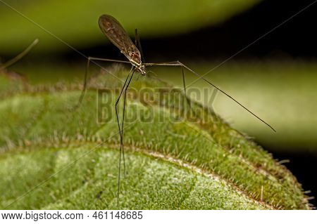 Limoniid Crane Fly Of The Genus Gonomyia