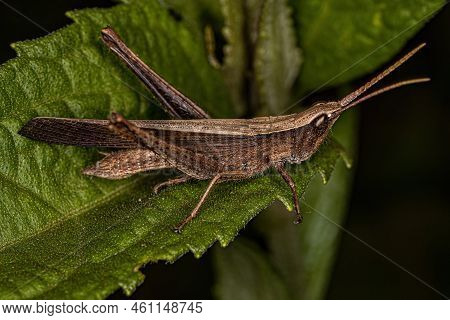 Adult Short-horned Grasshopper Of The Family Acrididae