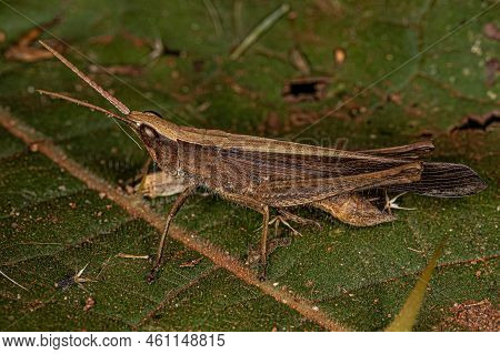 Adult Short-horned Grasshopper Of The Family Acrididae