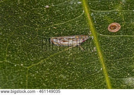 Small Typical Leafhopper Of The Genus Scaphytopius