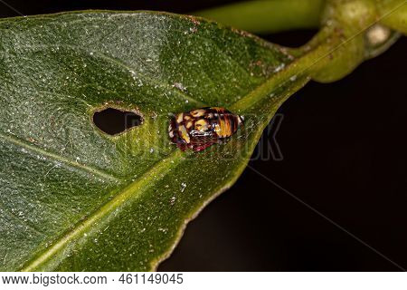 Small Typical Leafhopper Nymph Of The Family Cicadellidae