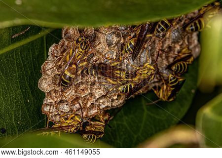 Adult Long-waisted Paper Wasps Of The Genus Mischocyttarus