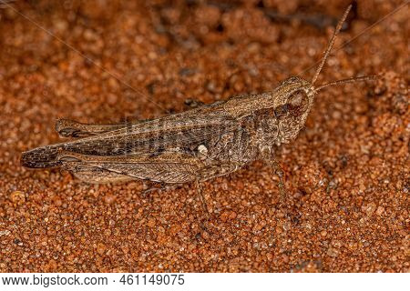 Adult Short-horned Grasshopper Of The Family Acrididae
