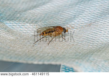 Adult Humpbackd Fly Of The Family Phoridae